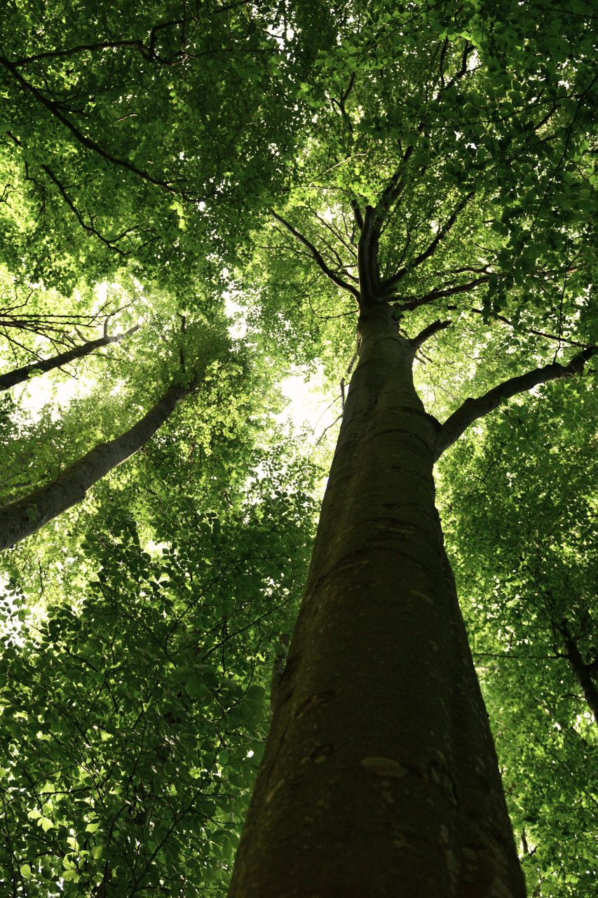 COMPROMISSO MYBOX COM A SUSTENTABILIDADE